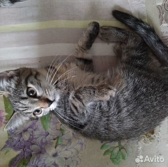 Кошечка котёнок