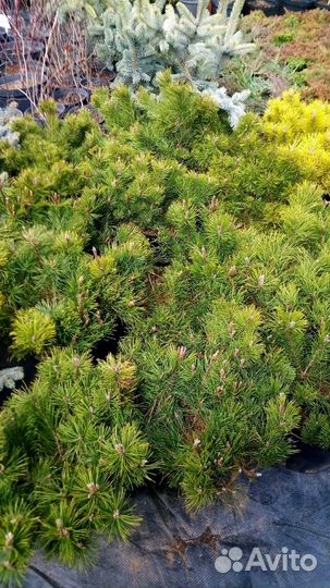 Сосна горная