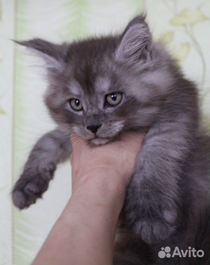 Мейн-кун мальчик