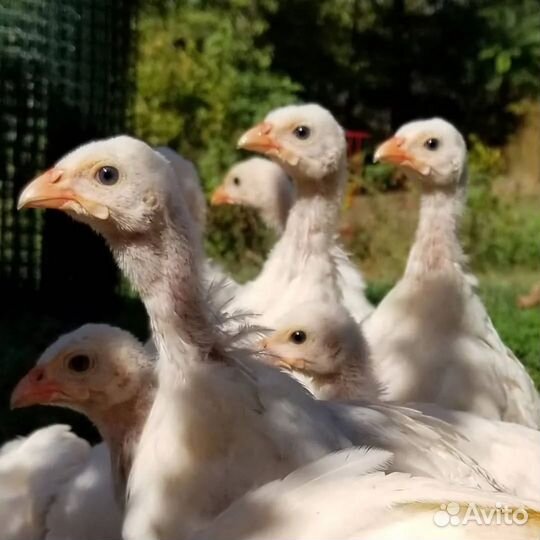 Цесарки