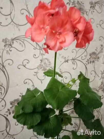Пеларгония герань