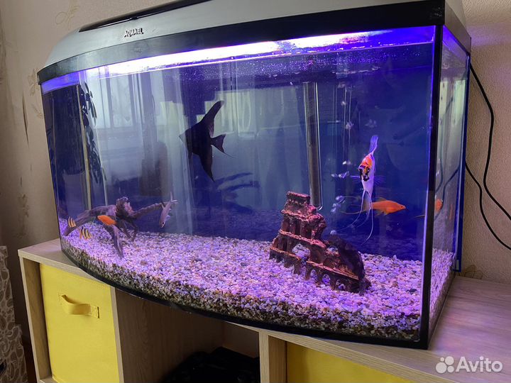 Аквариум с рыбками