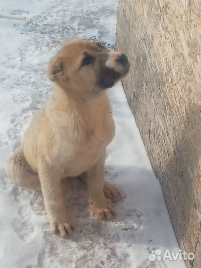 Собака алабайчики