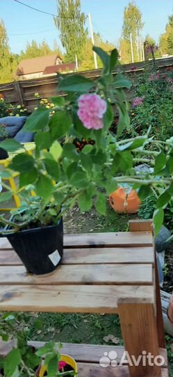 Фуксии, бегония, бальзамин