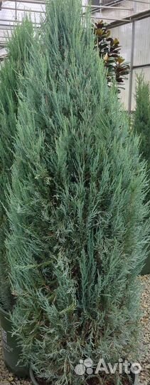 Можжевельник Блю Айвори 20-30см
