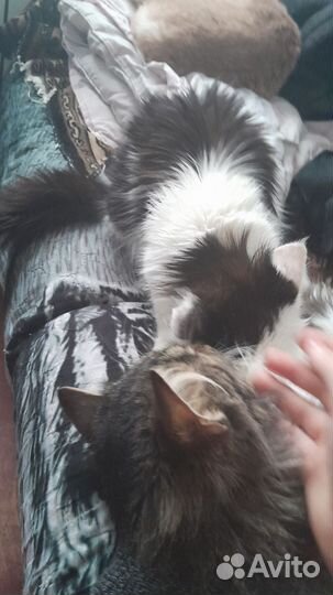 Котята В добрые руки мальчики 5месяцев