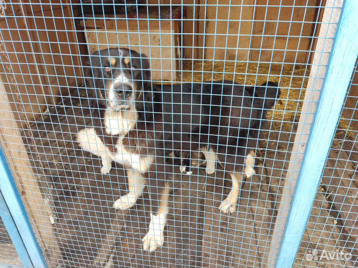 Продаются щенки сао