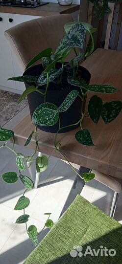 Сциндапсус