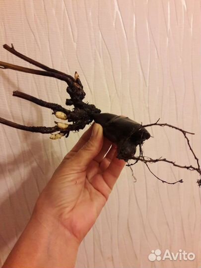 Пионы саженцы