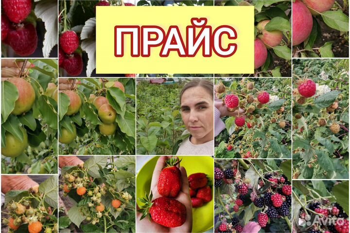 Саженцы. Яблони. Плодово-ягодные культуры. Ягода