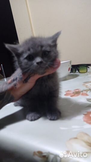 Британский котенок