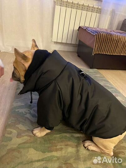 Одежда для средних собак