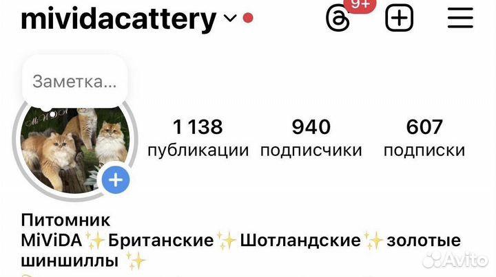 Золотая девочка