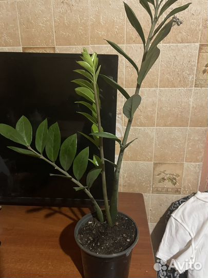 Замиокулькас