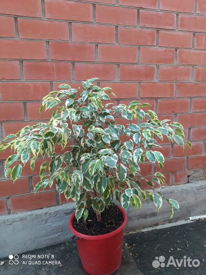 Фикус бенджамина