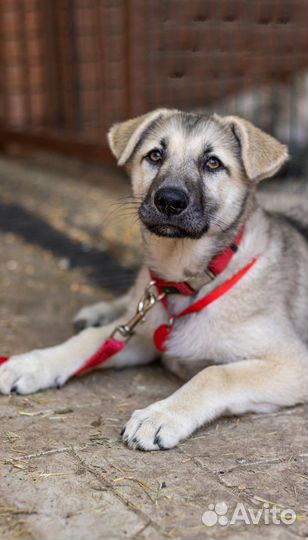 Щенок 4 месяца девочка бесплатно