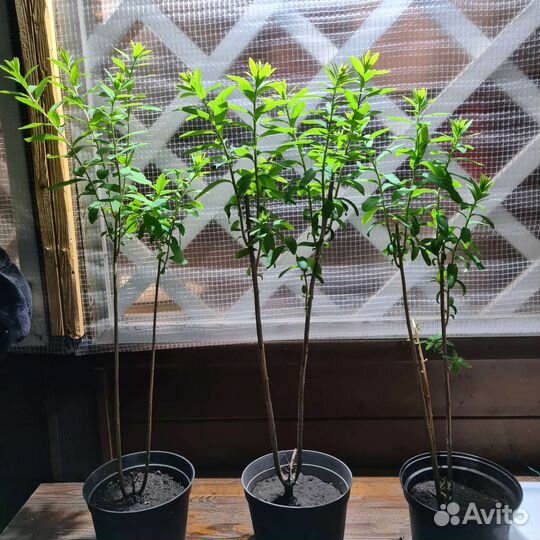 Саженцы спиреи Дуглас