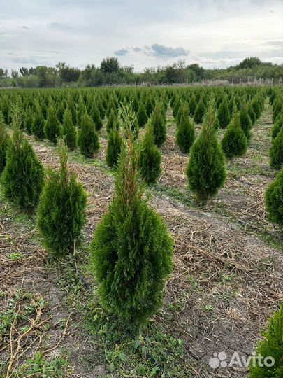Туя западная Смарагд