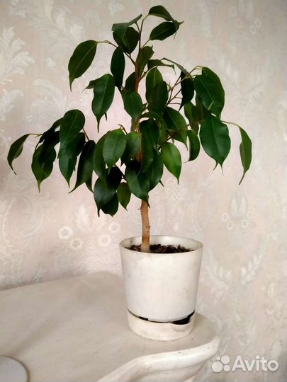 Фикус бенджамина