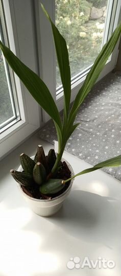 Орхидея ликаста