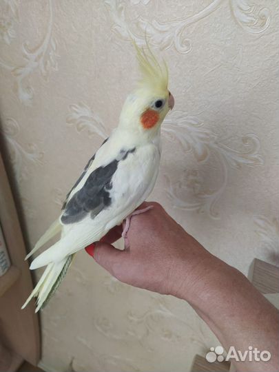 Птенцы корелла- нимфа