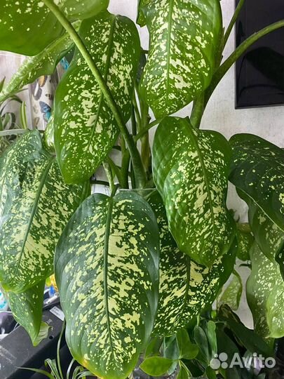 Диффенбахия