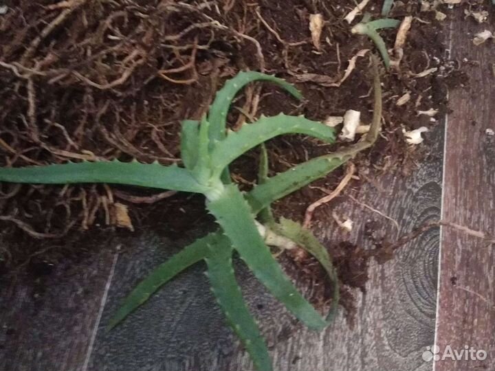 Алоэ лечебный