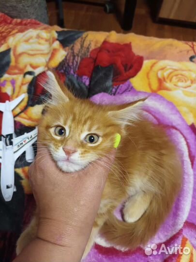 Кошечка Мейн кун