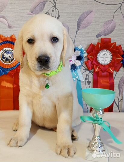 Щенки лабрадора. Все окрасы