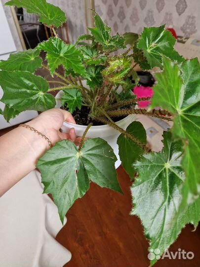 Бегония декоративно лиственная