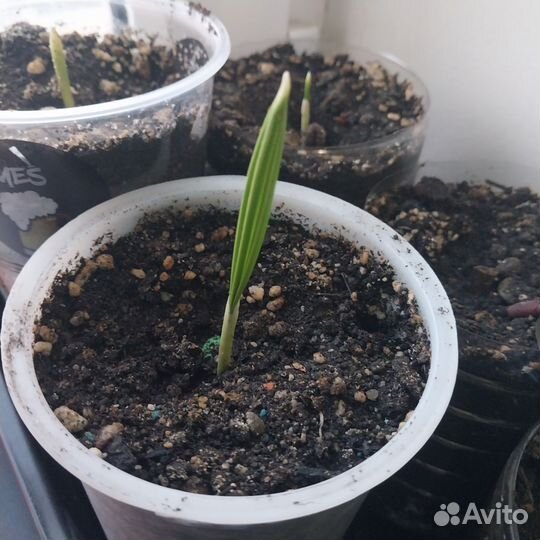 Пальма финиковая