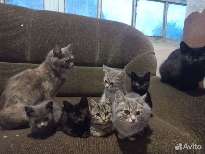 Котята в добрые руки