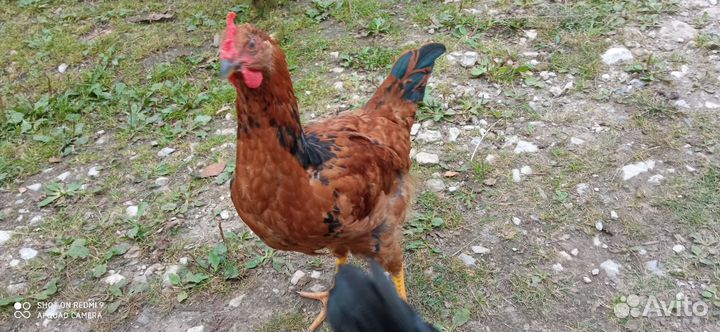 Молодые петушки