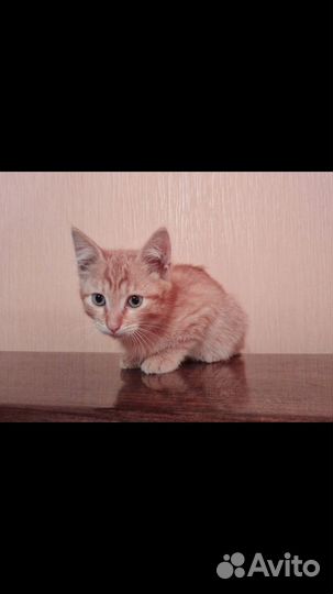 Котята в добрые руки москва маленькие