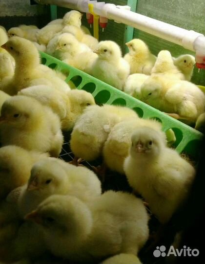 Цыплята, утята, гусята