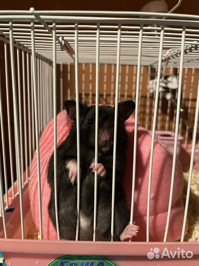 Сирийский хомяк с клеткой