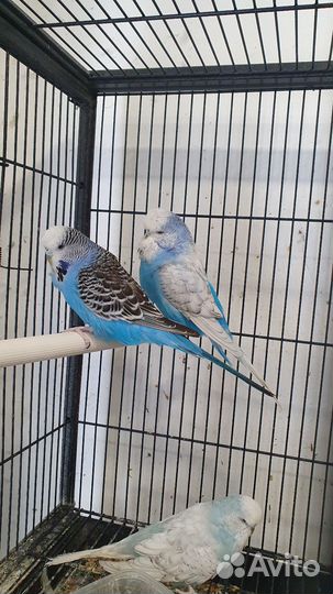 Выставочный попугай чех