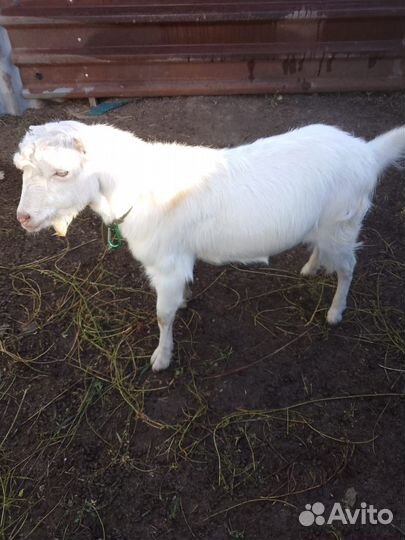 Зааненская дойная коза