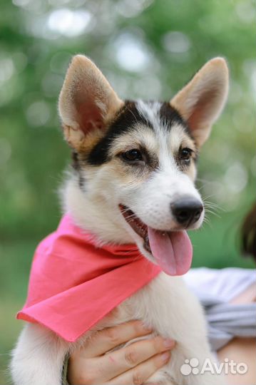 Щенок попала в приют, ищет дом