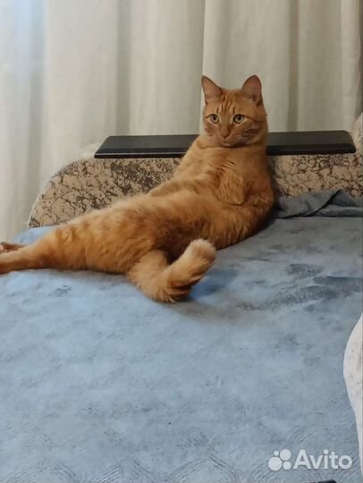 Рыжий кот