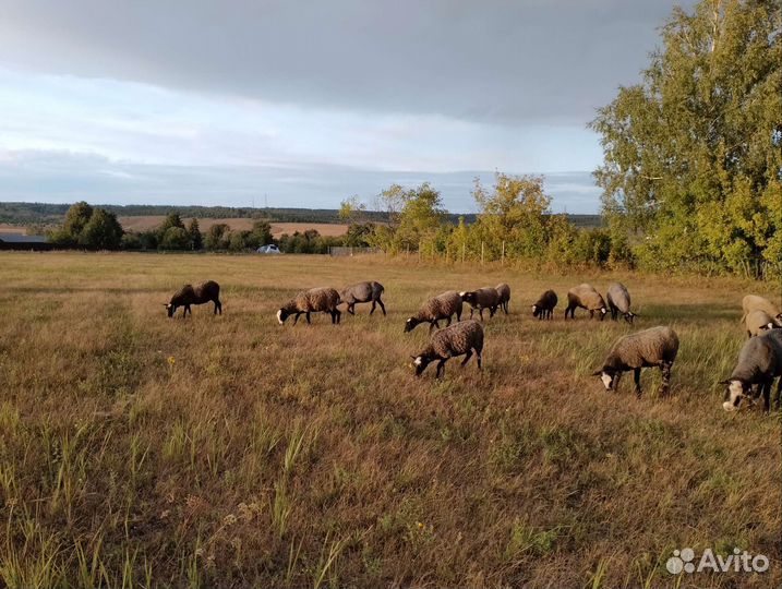 Овцы, бараны и ярки романовской породы