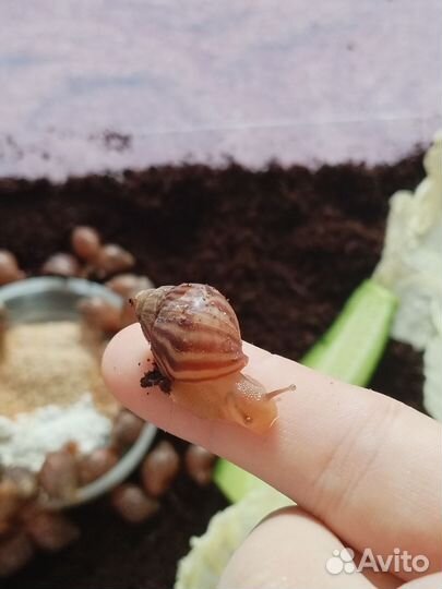 Улитки ахатины