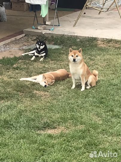 Кобель для вязки сиба ину