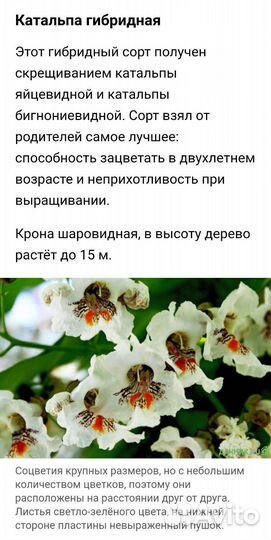 Катальпа семена