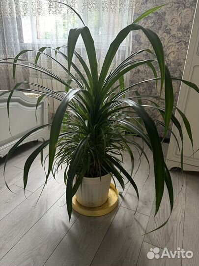 Пальма панданус