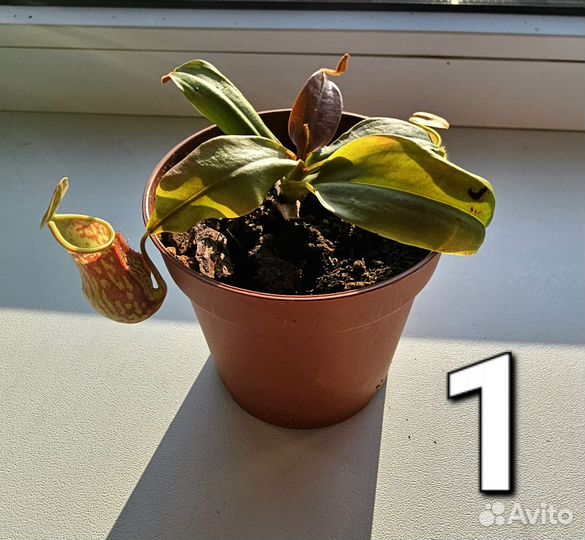 Непентес Гая