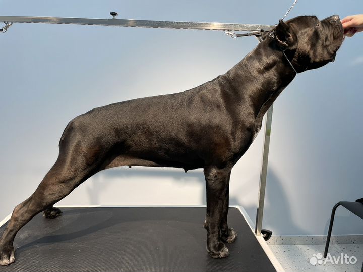 Аренда груминг зоны