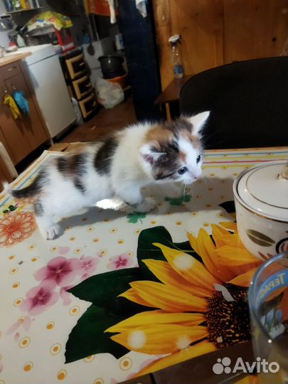 Кошка