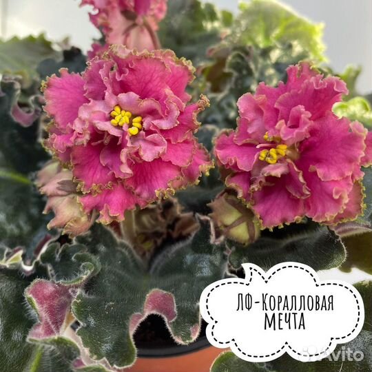 Сортовые фиалки