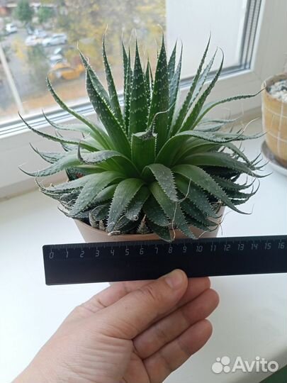 Кактусы и суккуленты